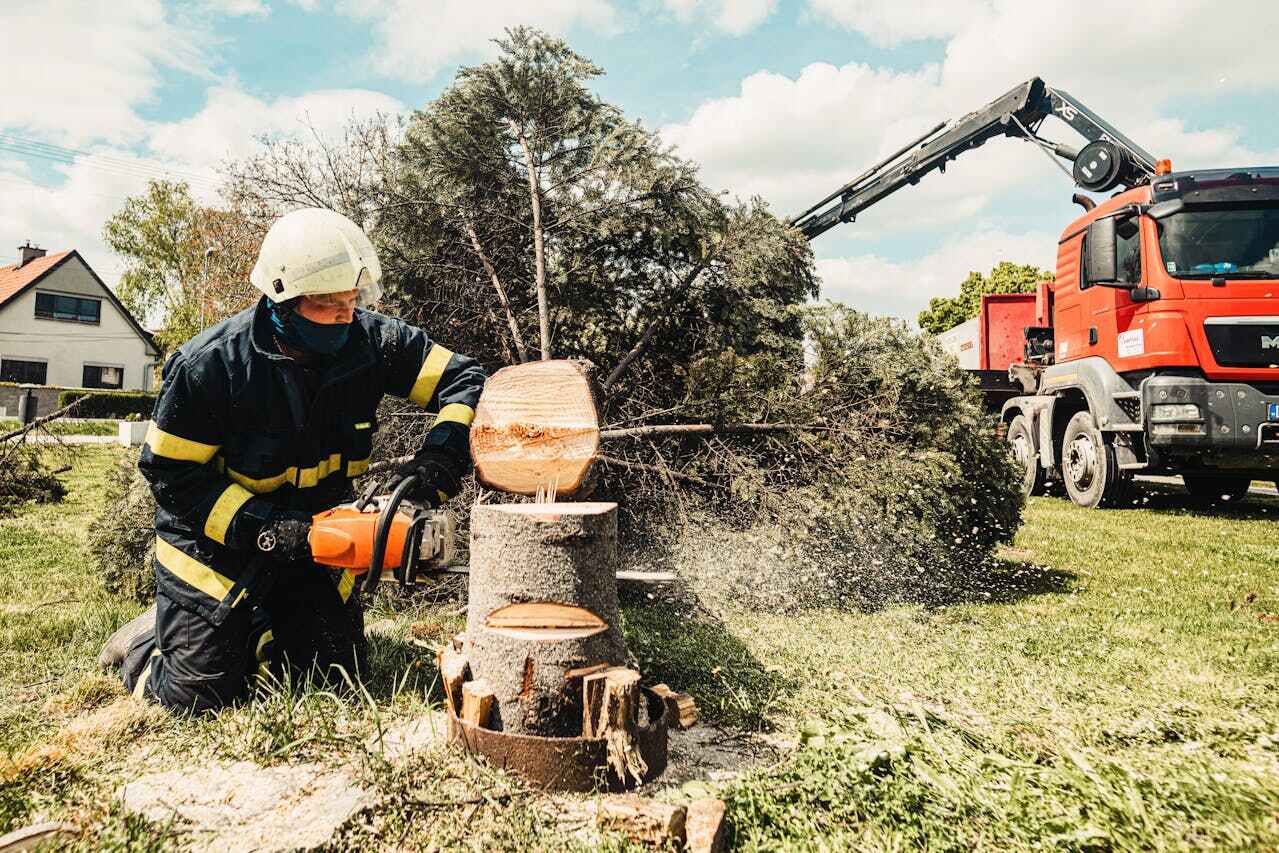 Tree Branch Trimming in Brookshire, TX